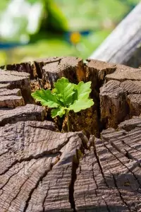 Seelen-Coaching als alternative zur Psychotherapie