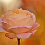 natürliche Entfaltung für innere Schönheit